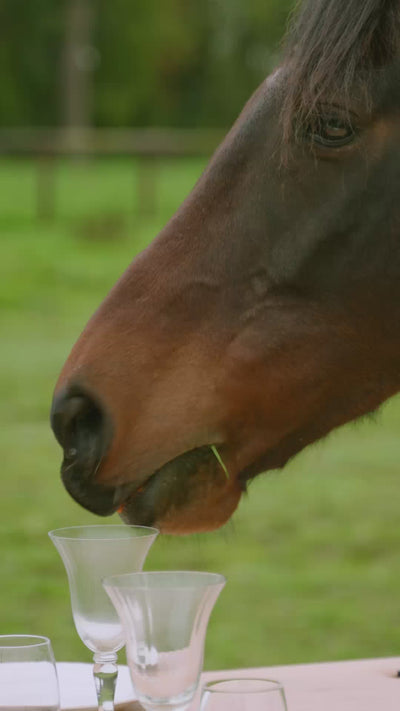 cheval mangeant sur une table dressé des morceaux de carottes